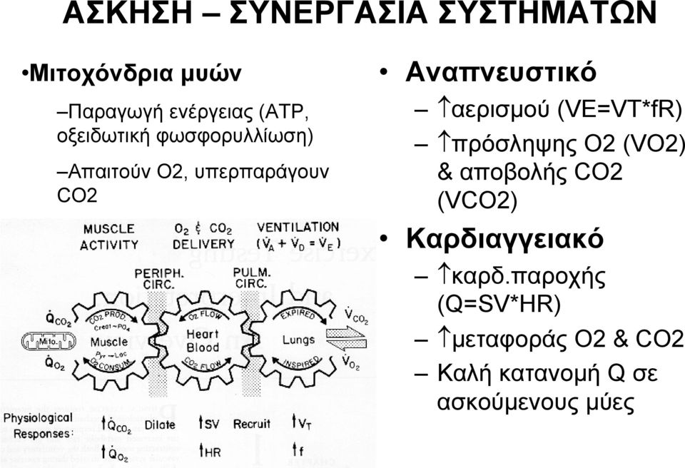 αερισμού (VE=VT*fR) πρόσληψης Ο2 (VO2) & αποβολής CO2 (VCO2)
