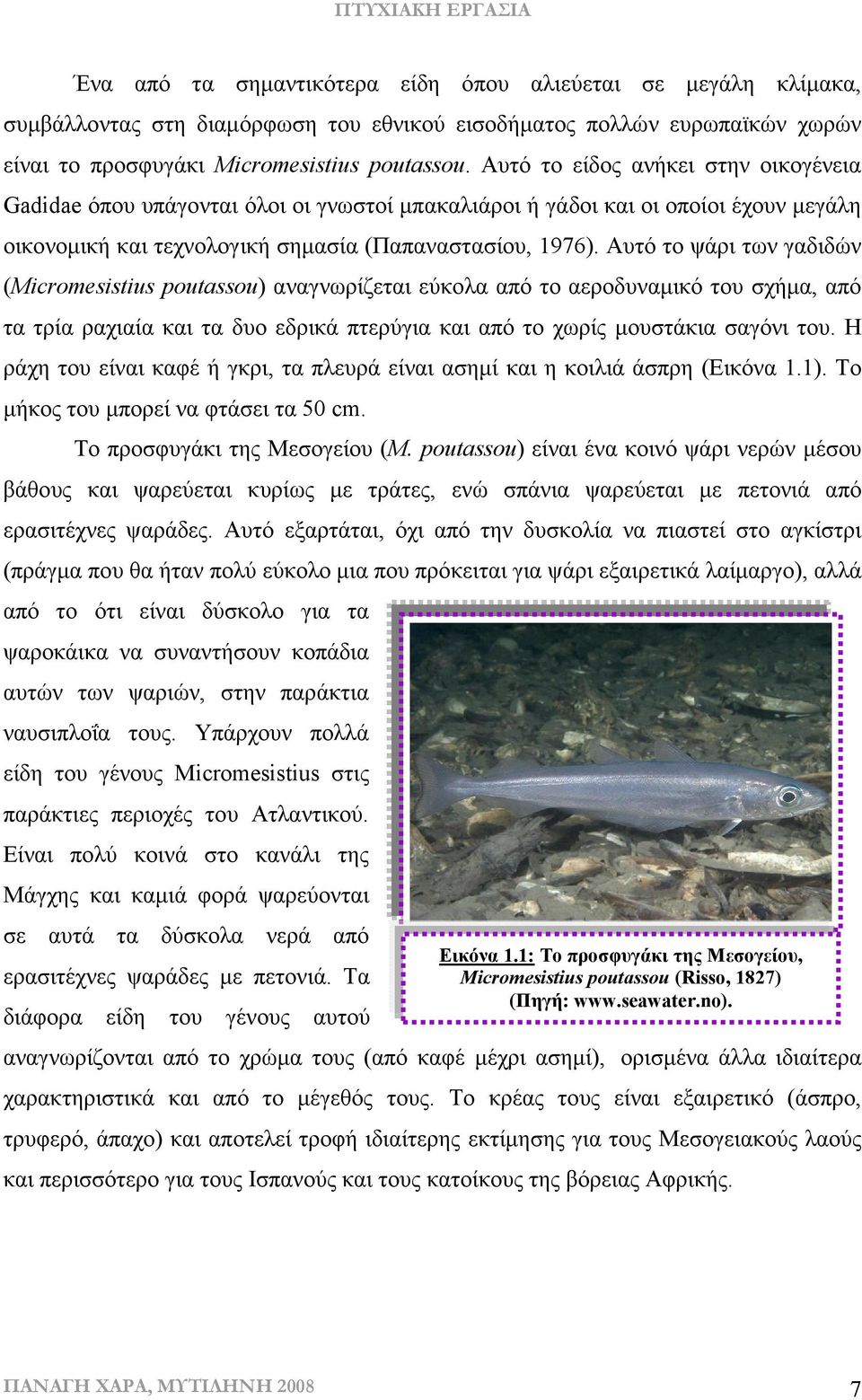 Αυτό το ψάρι των γαδιδών (Micromesistius poutassou) αναγνωρίζεται εύκολα από το αεροδυναµικό του σχήµα, από τα τρία ραχιαία και τα δυο εδρικά πτερύγια και από το χωρίς µουστάκια σαγόνι του.