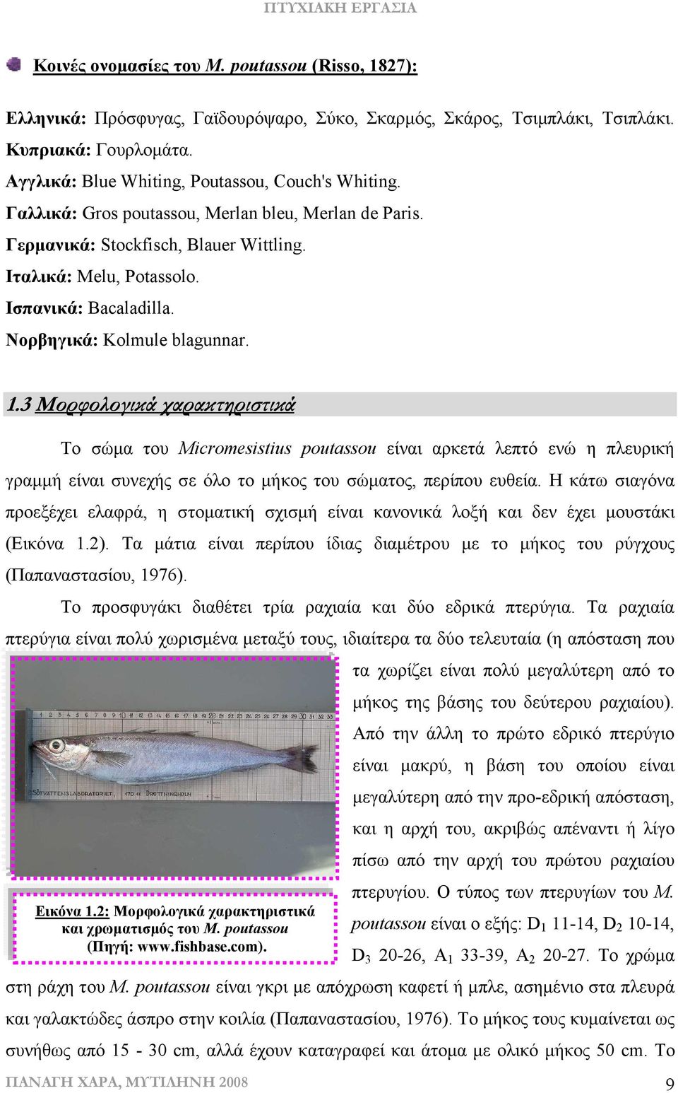 3 Μορφολογικά χαρακτηριστικά Το σώµα του Micromesistius poutassou είναι αρκετά λεπτό ενώ η πλευρική γραµµή είναι συνεχής σε όλο το µήκος του σώµατος, περίπου ευθεία.