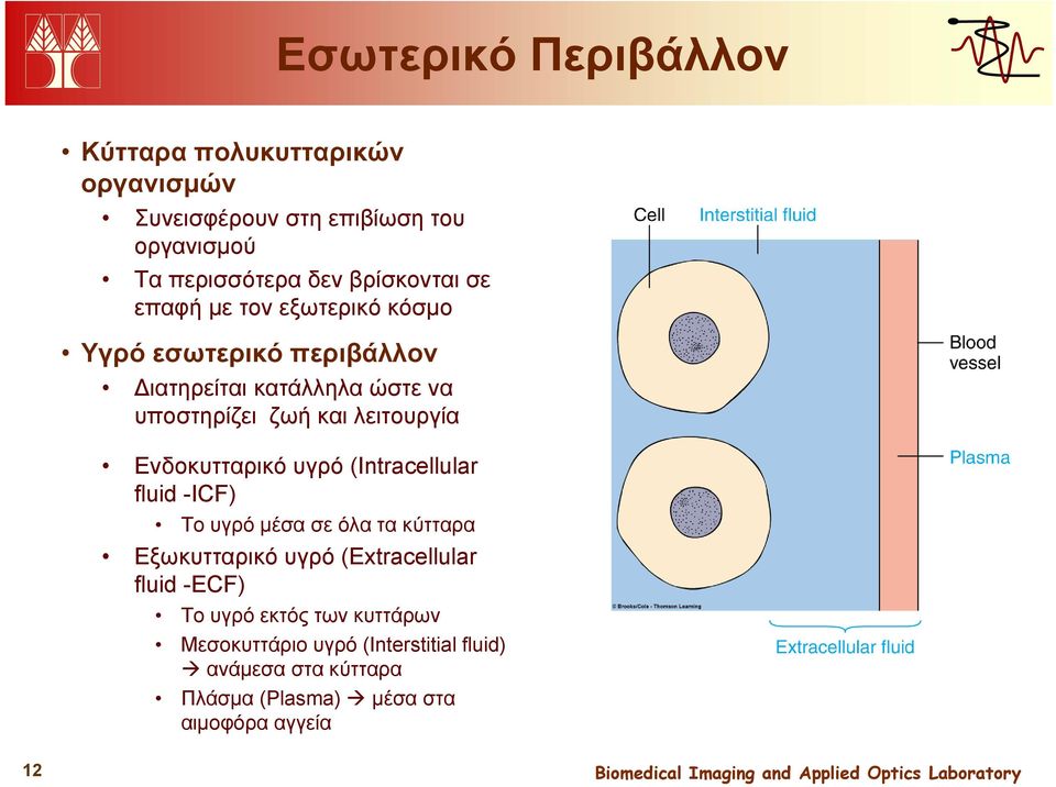 λειτουργία Ενδοκυτταρικό υγρό (Intracellular fluid -ICF) Το υγρό μέσα σε όλα τα κύτταρα Εξωκυτταρικό υγρό (Extracellular