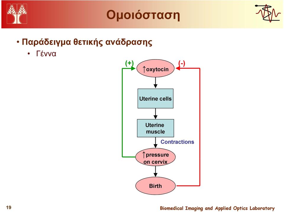 Uterine cells Uterine muscle
