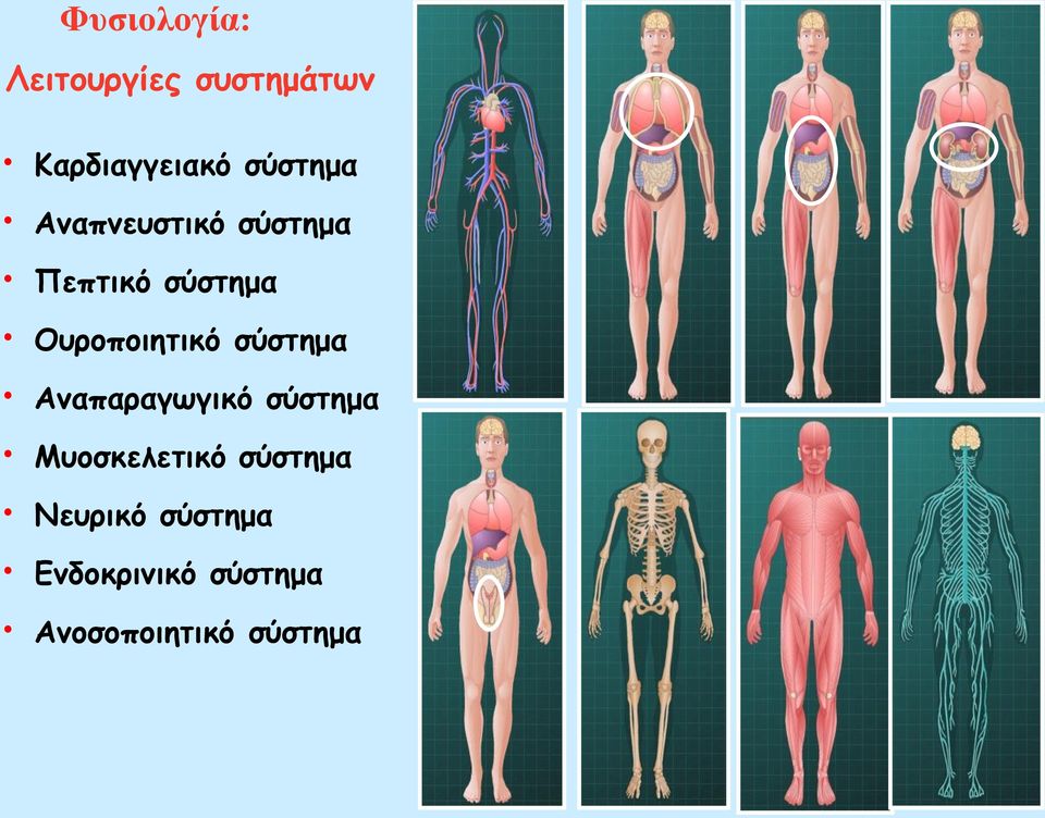 Ουροποιητικό σύστημα Αναπαραγωγικό σύστημα