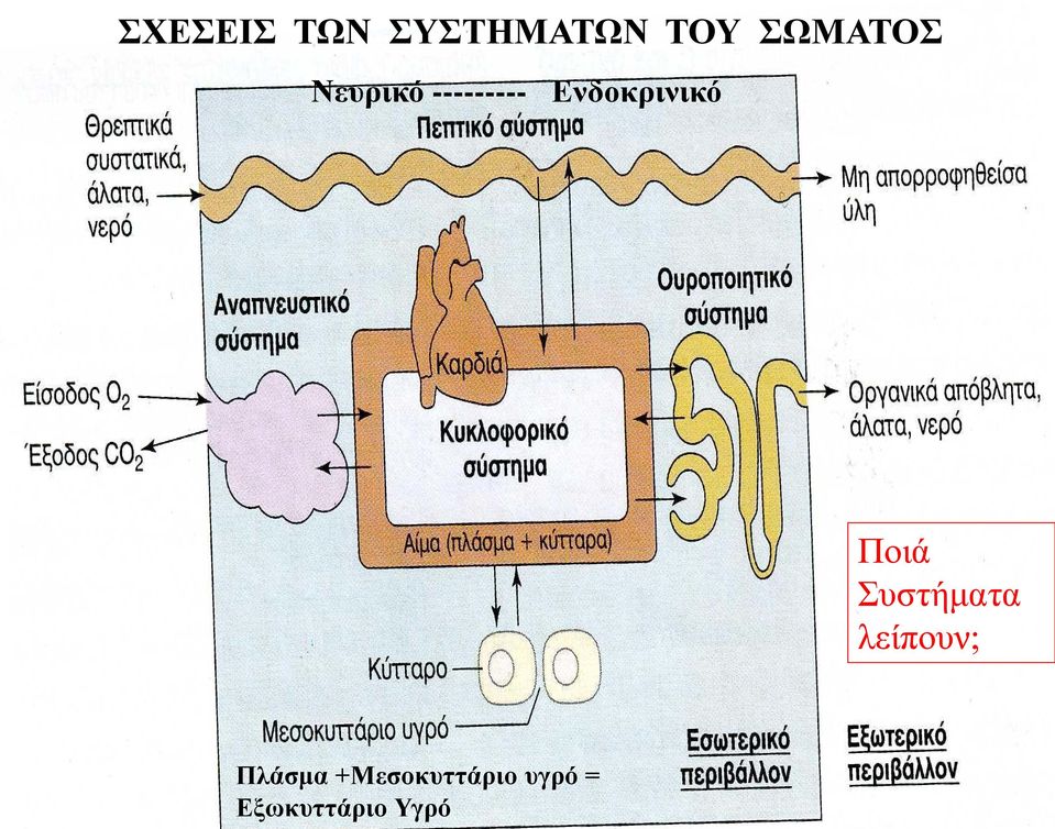 Ενδοκρινικό Ποιά Συστήματα