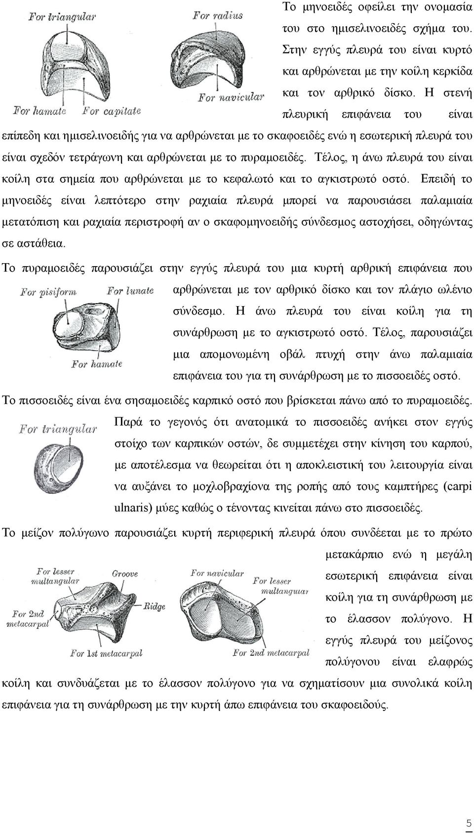 Τέλος, η άνω πλευρά του είναι κοίλη στα σημεία που αρθρώνεται με το κεφαλωτό και το αγκιστρωτό οστό.