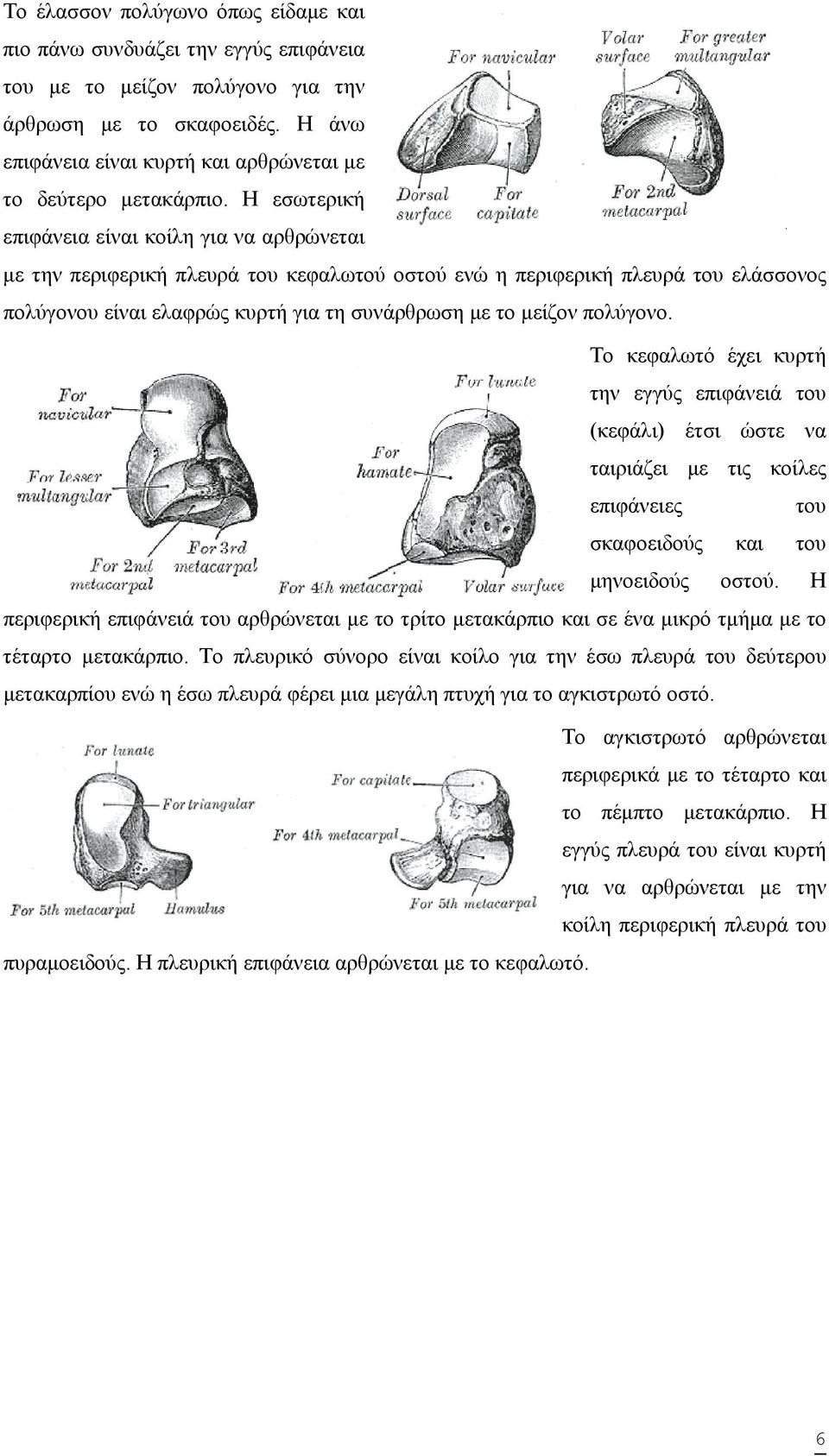 Η εσωτερική επιφάνεια είναι κοίλη για να αρθρώνεται με την περιφερική πλευρά του κεφαλωτού οστού ενώ η περιφερική πλευρά του ελάσσονος πολύγονου είναι ελαφρώς κυρτή για τη συνάρθρωση με το μείζον