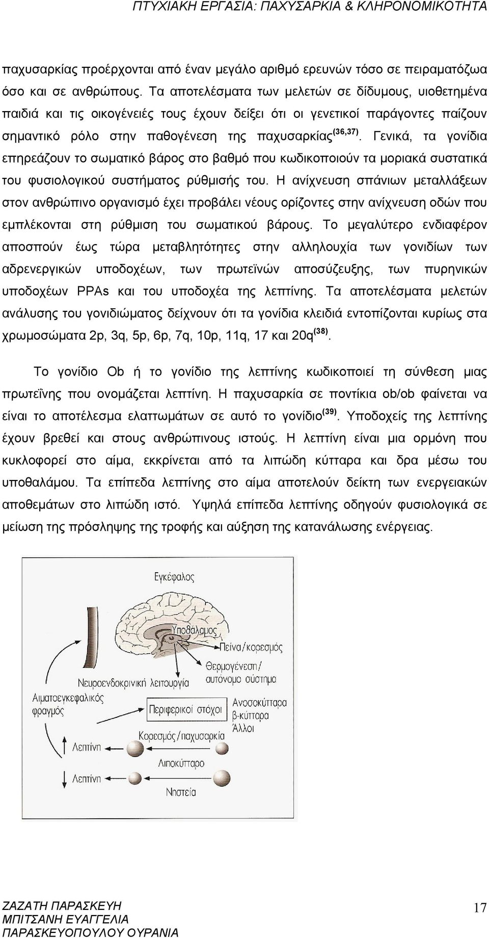 Γενικά, τα γονίδια επηρεάζουν το σωματικό βάρος στο βαθμό που κωδικοποιούν τα μοριακά συστατικά του φυσιολογικού συστήματος ρύθμισής του.