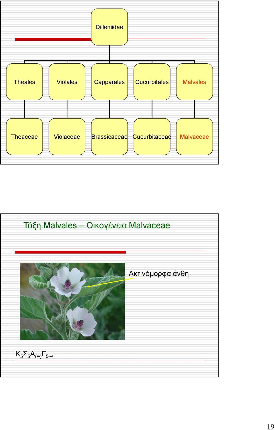 Brassicaceae Cucurbitaceae Malvaceae Τάξη