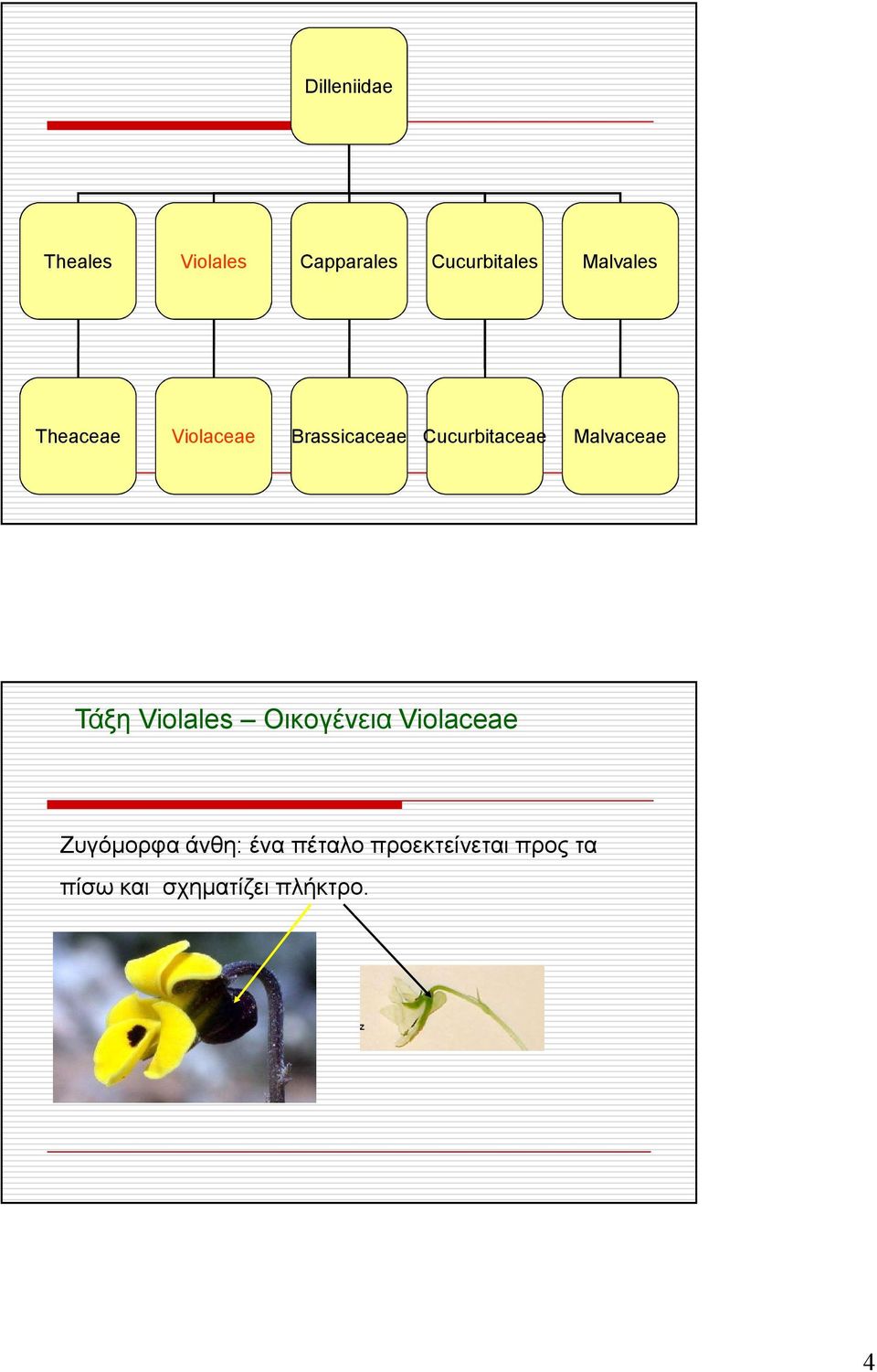 Malvaceae Τάξη Violales Οικογένεια Violaceae Ζυγόµορφα