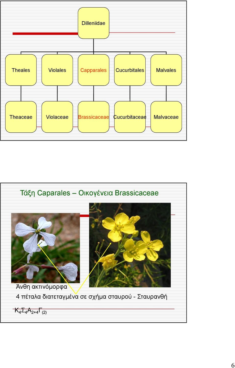 Caparales Οικογένεια Brassicaceae Άνθη ακτινόµορφα 4 πέταλα