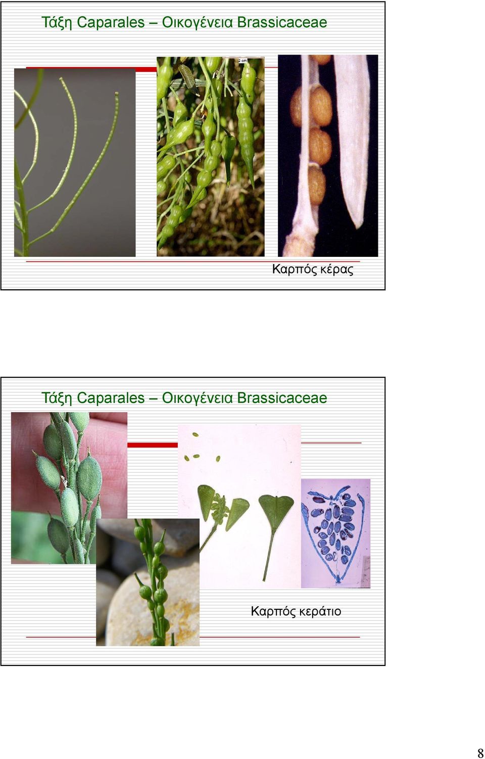 Brassicaceae Καρπός