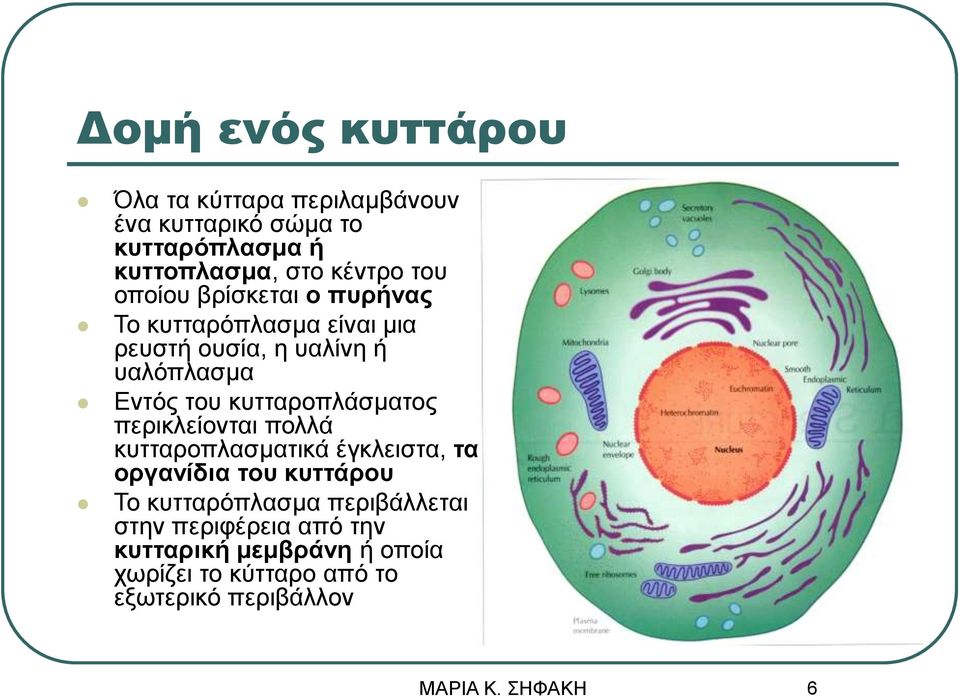 του κυτταροπλάσματος περικλείονται πολλά κυτταροπλασματικά έγκλειστα, τα οργανίδια του κυττάρου Το