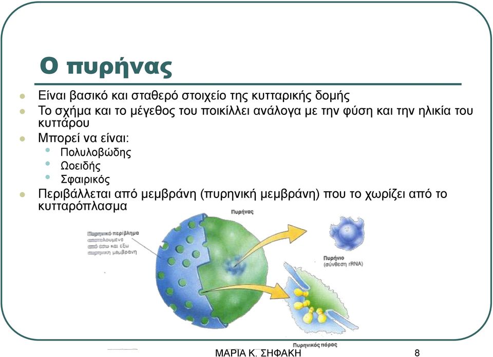 του κυττάρου Μπορεί να είναι: Πολυλοβώδης Ωοειδής Σφαιρικός