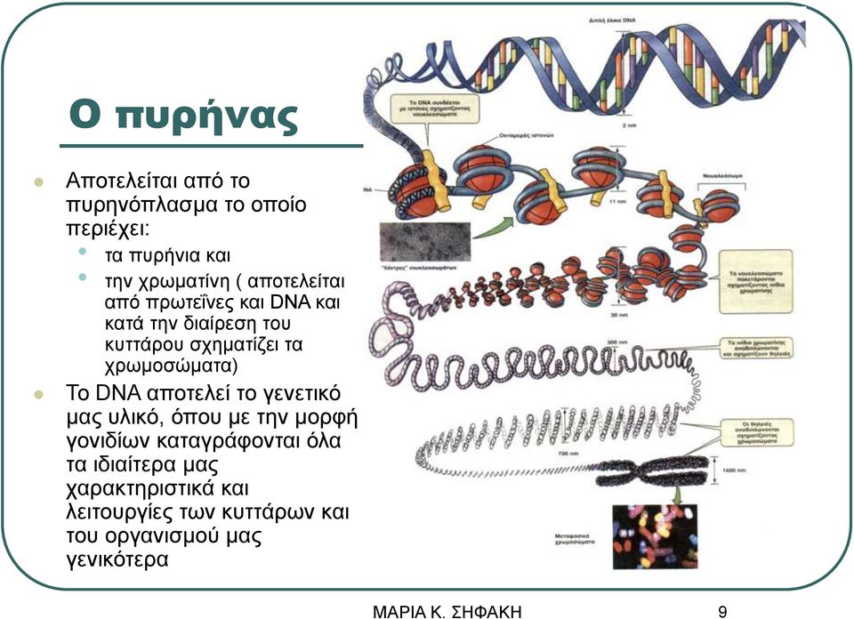 χρωμοσώματα) Το DNA αποτελεί το γενετικό μας υλικό, όπου με την μορφή γονιδίων