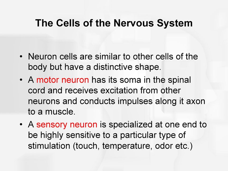 A motor neuron has its soma in the spinal cord and receives excitation from other neurons and