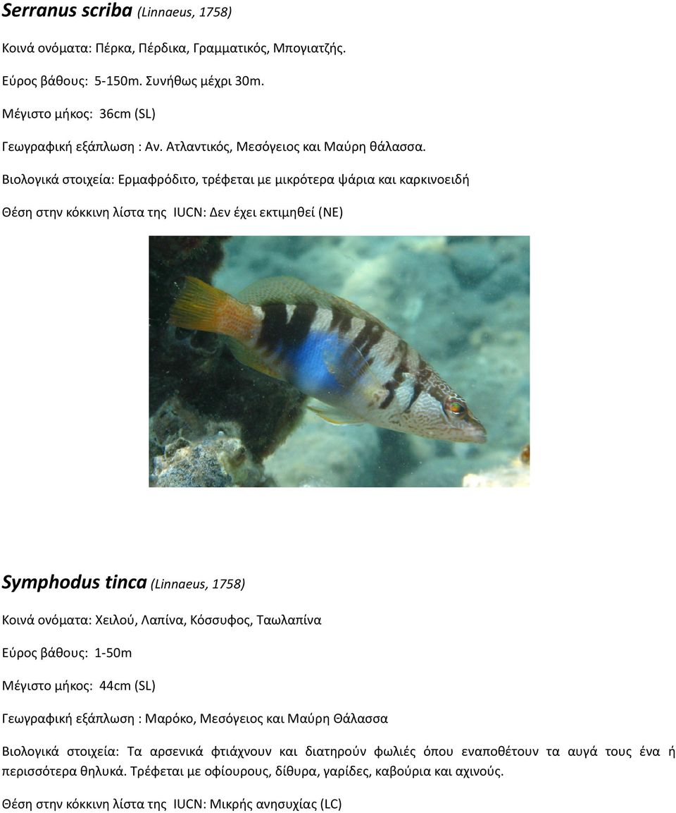 Βιολογικά στοιχεία: Ερμαφρόδιτο, τρέφεται με μικρότερα ψάρια και καρκινοειδή Symphodus tinca (Linnaeus, 1758) Κοινά ονόματα: Χειλού, Λαπίνα, Κόσσυφος, Ταωλαπίνα Εύρος βάθους: 1-50m