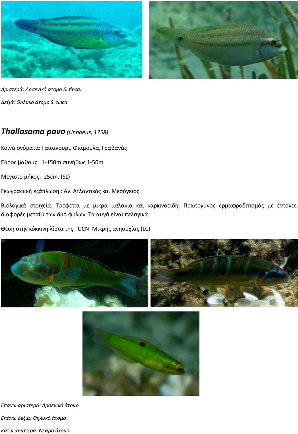 Thallasoma pavo (Linnaeus, 1758) Κοινά ονόματα: Γαίτανουρι, Φιάμουλα, Γραβανάς Εύρος βάθους: 1-150m συνήθως 1-50m Μέγιστο μήκος: 25cm.
