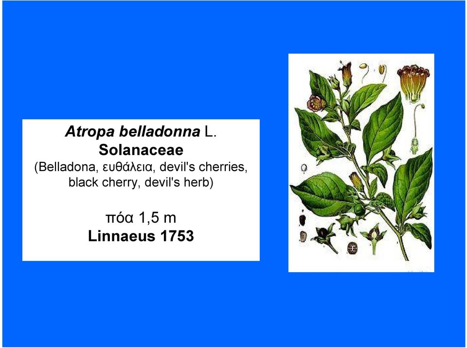 ευθάλεια, devil's cherries,