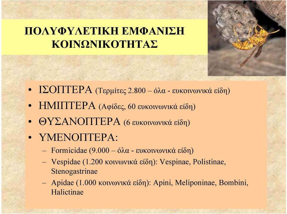 ευκοινωνικά είδη) ΥΜΕΝΟΠΤΕΡΑ: Formicidae (9.000 όλα - ευκοινωνικά είδη) Vespidae (1.