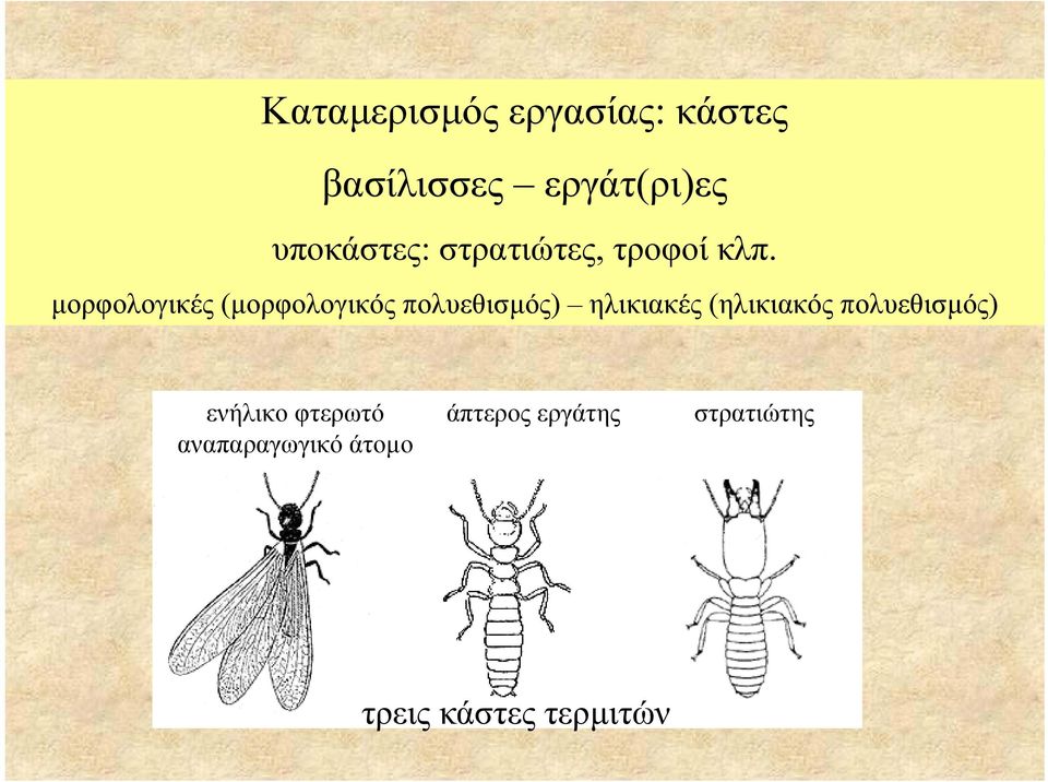 µορφολογικές (µορφολογικός πολυεθισµός) ηλικιακές (ηλικιακός