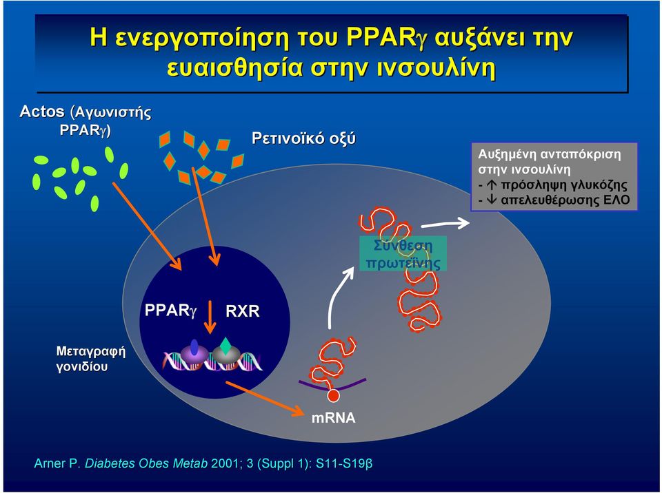 πρόσληψη γλυκόζης - απελευθέρωσης ΕΛΟ Σύνθεση πρωτεΐνης PPAR RXR