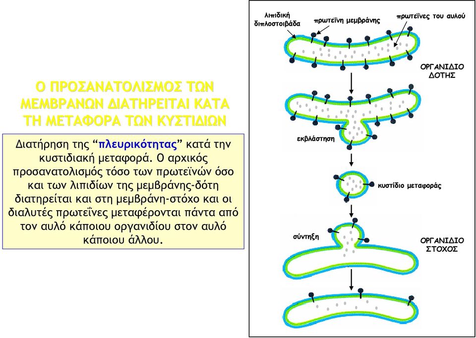 Ο αρχικός προσανατολισμός τόσο των πρωτεϊνών όσο και των λιπιδίων της μεμβράνης-δότη διατηρείται και στη μεμβράνη-στόχο