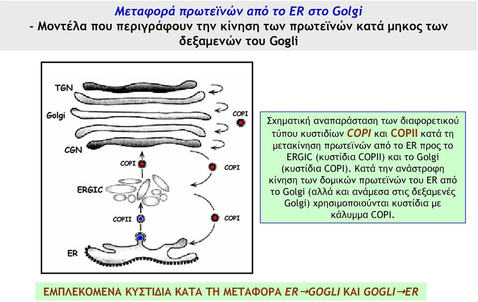 ER προς το ERGIC (κυστίδια COPII) και το Golgi (κυστίδια COPI).