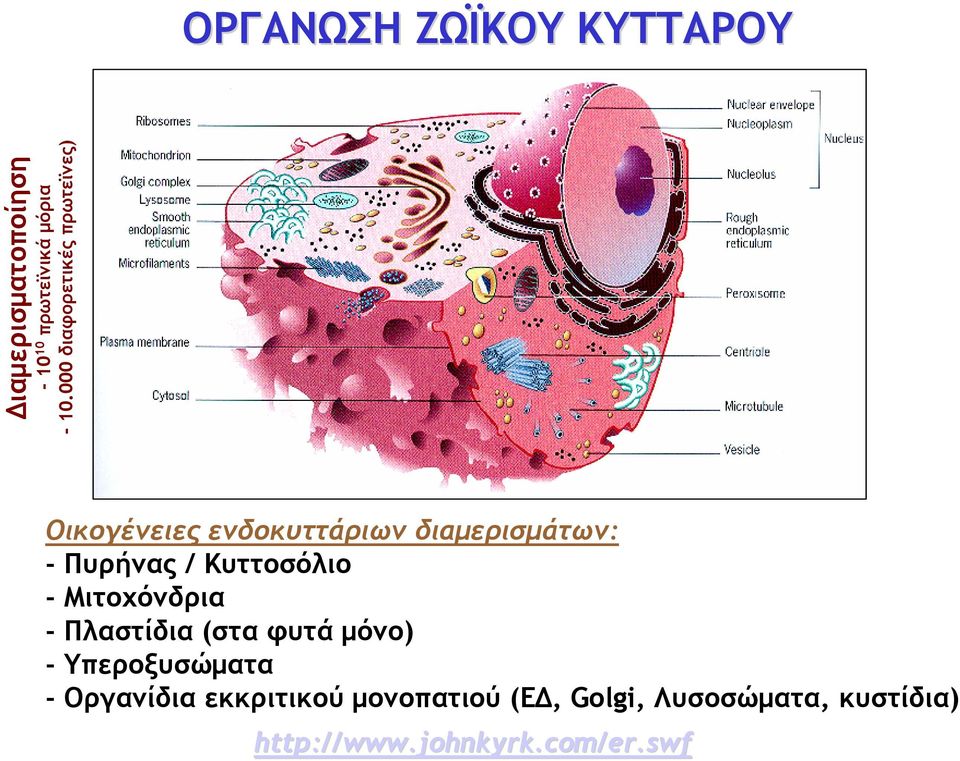 / Κυττοσόλιο - Μιτοχόνδρια - Πλαστίδια (σταφυτάμόνο) - Υπεροξυσώματα -