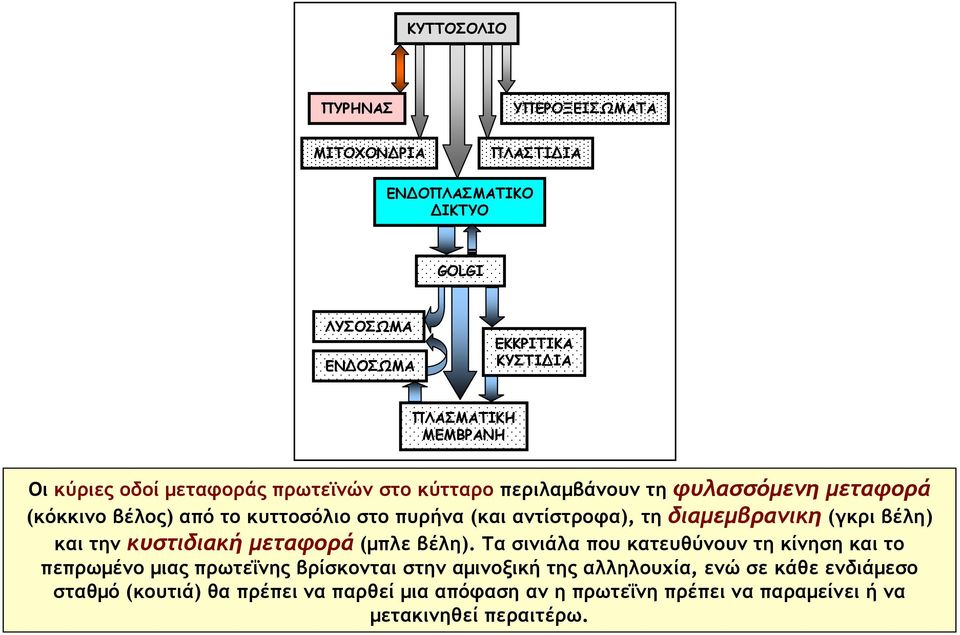 διαμεμβρανικη (γκρι βέλη) και την κυστιδιακή μεταφορά (μπλε βέλη).