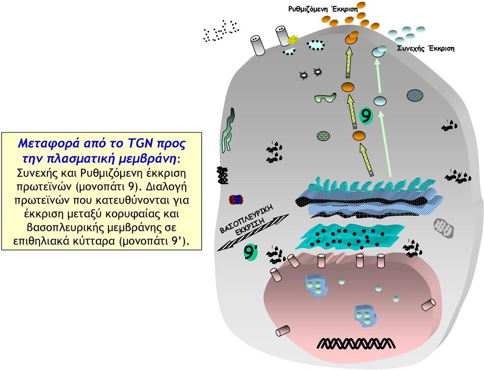 9). Διαλογή πρωτεϊνών που κατευθύνονται για έκκριση μεταξύ κορυφαίας και