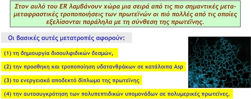 Οι βασικές αυτές μετατροπές αφορούν: (1) τη δημιουργία δισουλφιδικών δεσμών, (2) την προσθηκη και τροποποίηση