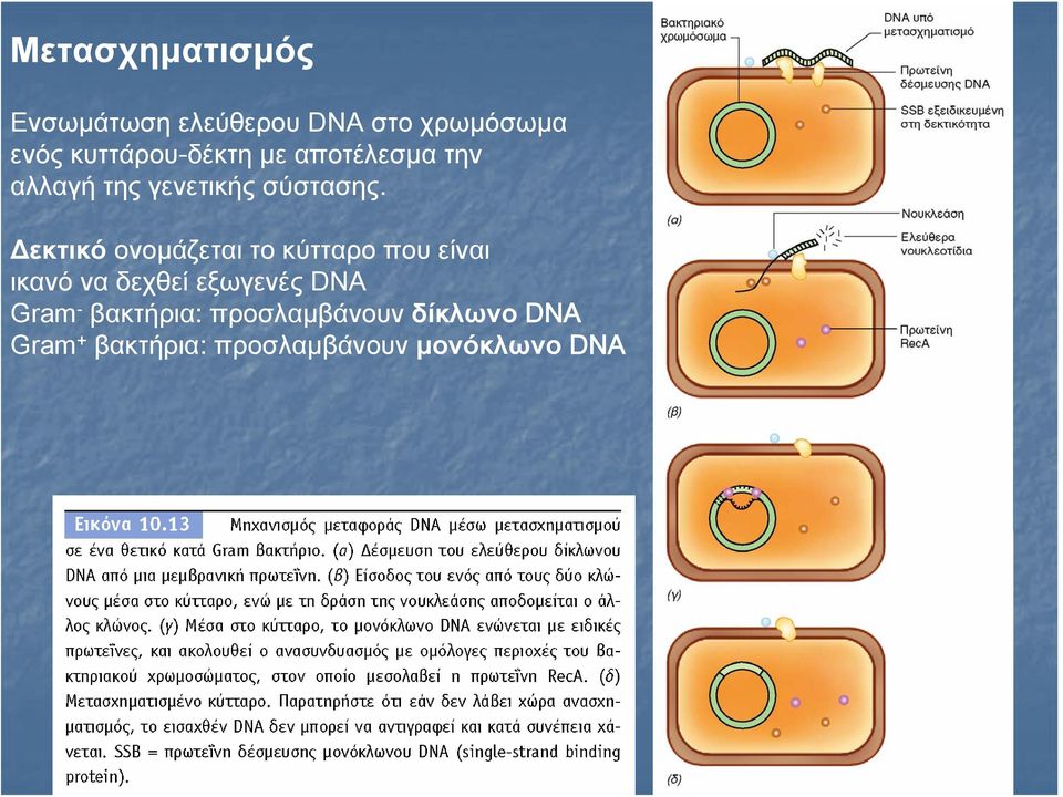 Δεκτικό ονομάζεται το κύτταρο που είναι ικανό να δεχθεί εξωγενές DNA