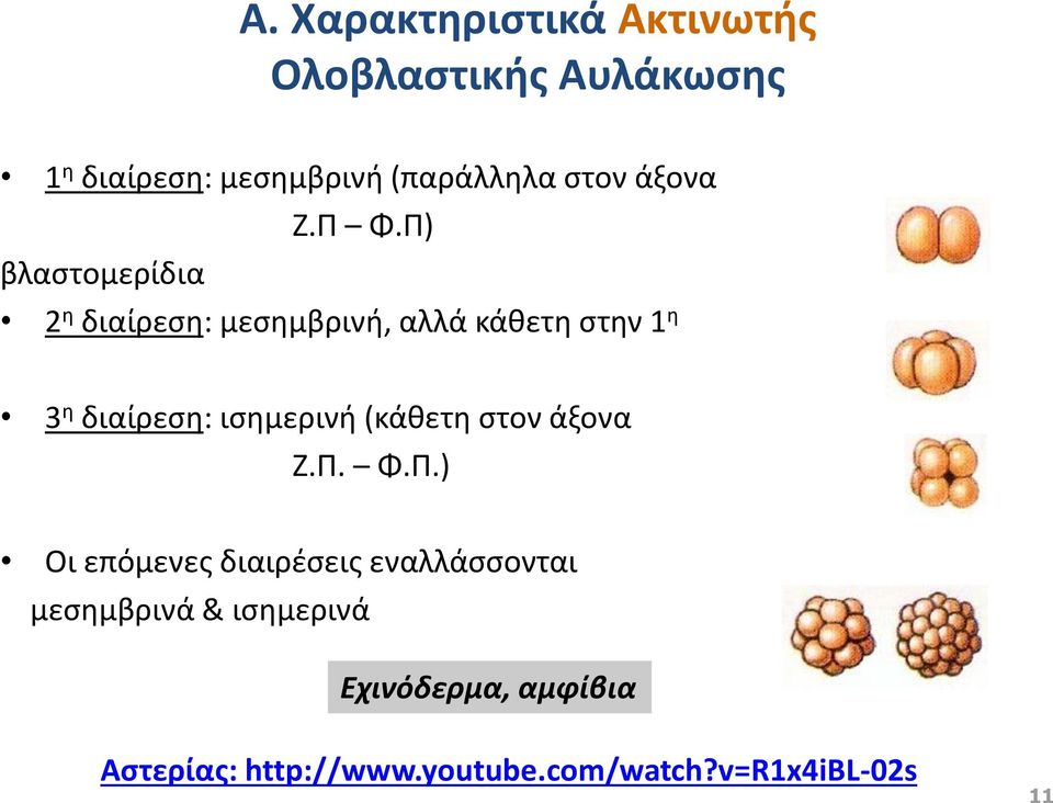 Π) βλαστομερίδια 2 η διαίρεση: μεσημβρινή, αλλά κάθετη στην 1 η 3 η διαίρεση: ισημερινή