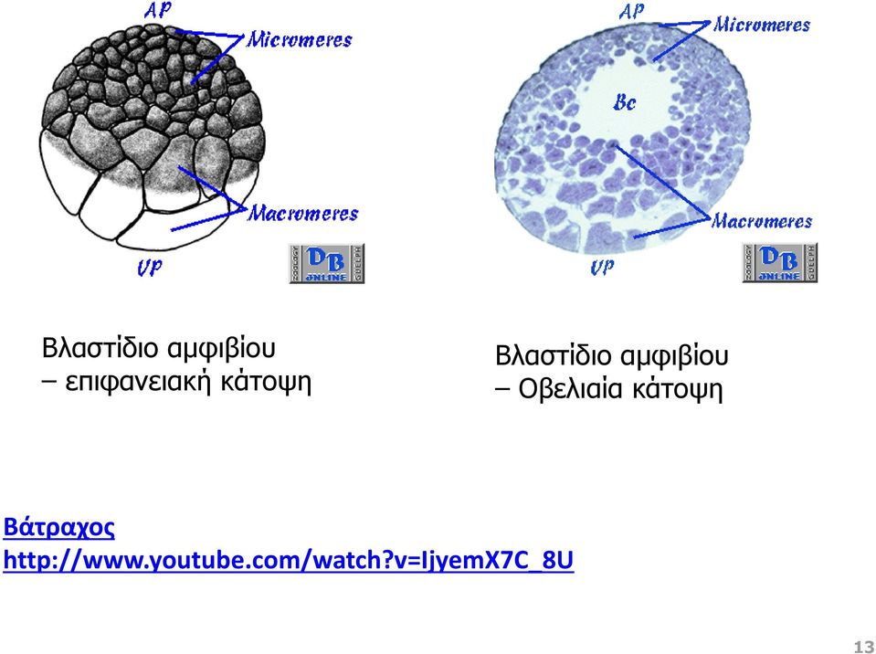 Οβελιαία κάτοψη Βάτραχος