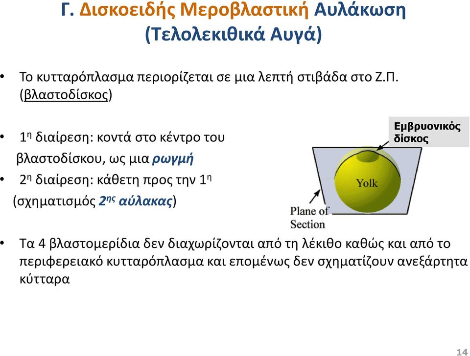 (βλαστοδίσκος) 1 η διαίρεση: κοντά στο κέντρο του βλαστοδίσκου, ως μια ρωγμή 2 η διαίρεση: κάθετη προς