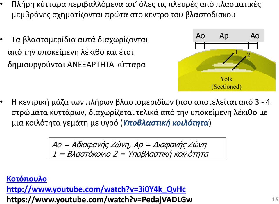 από 3-4 στρώματα κυττάρων, διαχωρίζεται τελικά από την υποκείμενη λέκιθο με μια κοιλότητα γεμάτη με υγρό (Υποβλαστική κοιλότητα) Ao = Αδιαφανής Ζώνη,