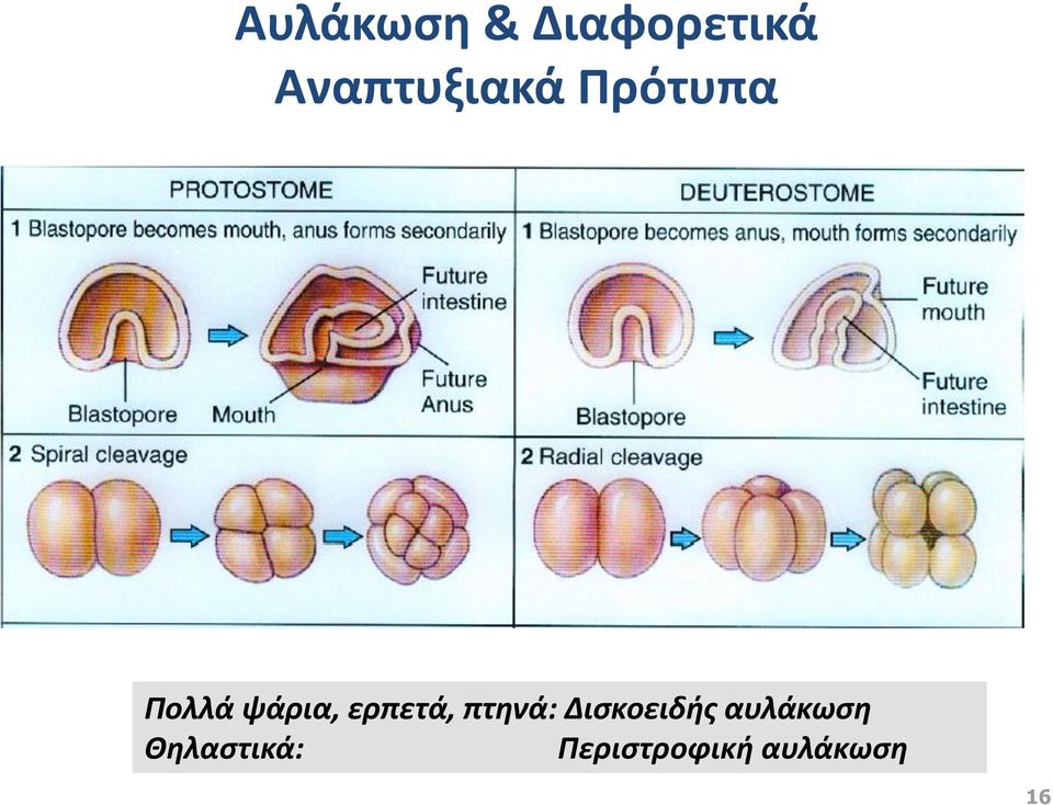 ψάρια, ερπετά, πτηνά: