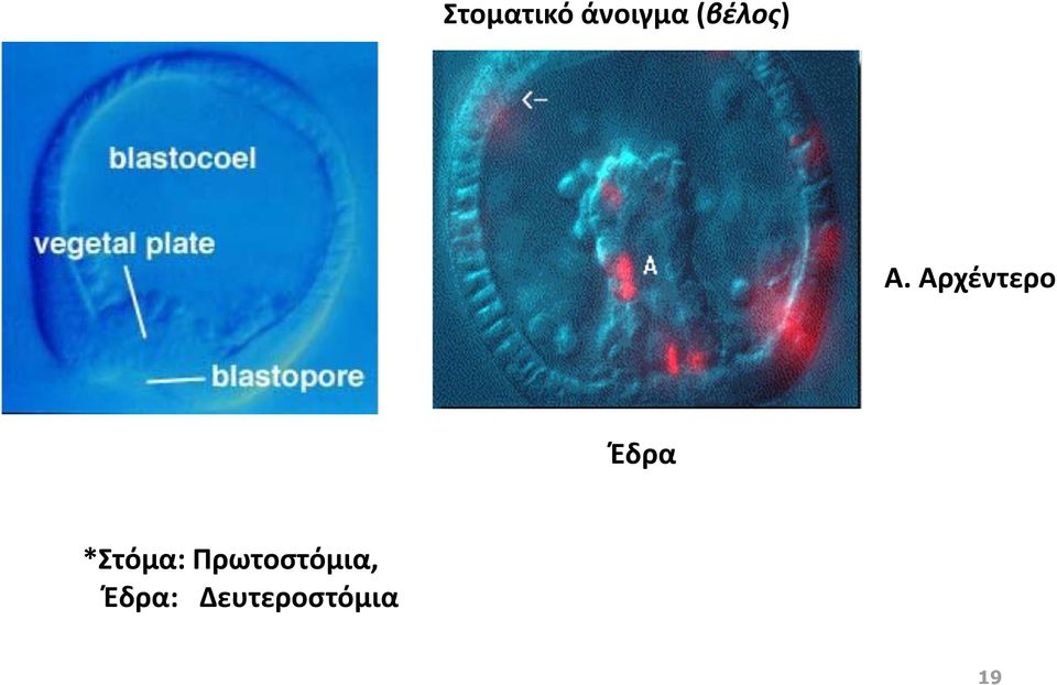 Aρχέντερο Έδρα