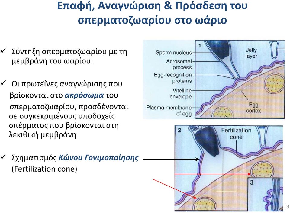 Οι πρωτεΐνες αναγνώρισης που βρίσκονται στο ακρόσωμα του σπερματοζωαρίου,