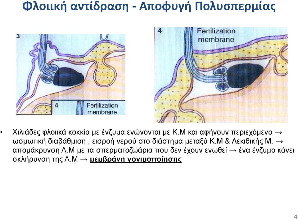 Μ και αφήνουν περιεχόμενο ωσμωτική διαβάθμιση, εισροή νερού στο διάστημα