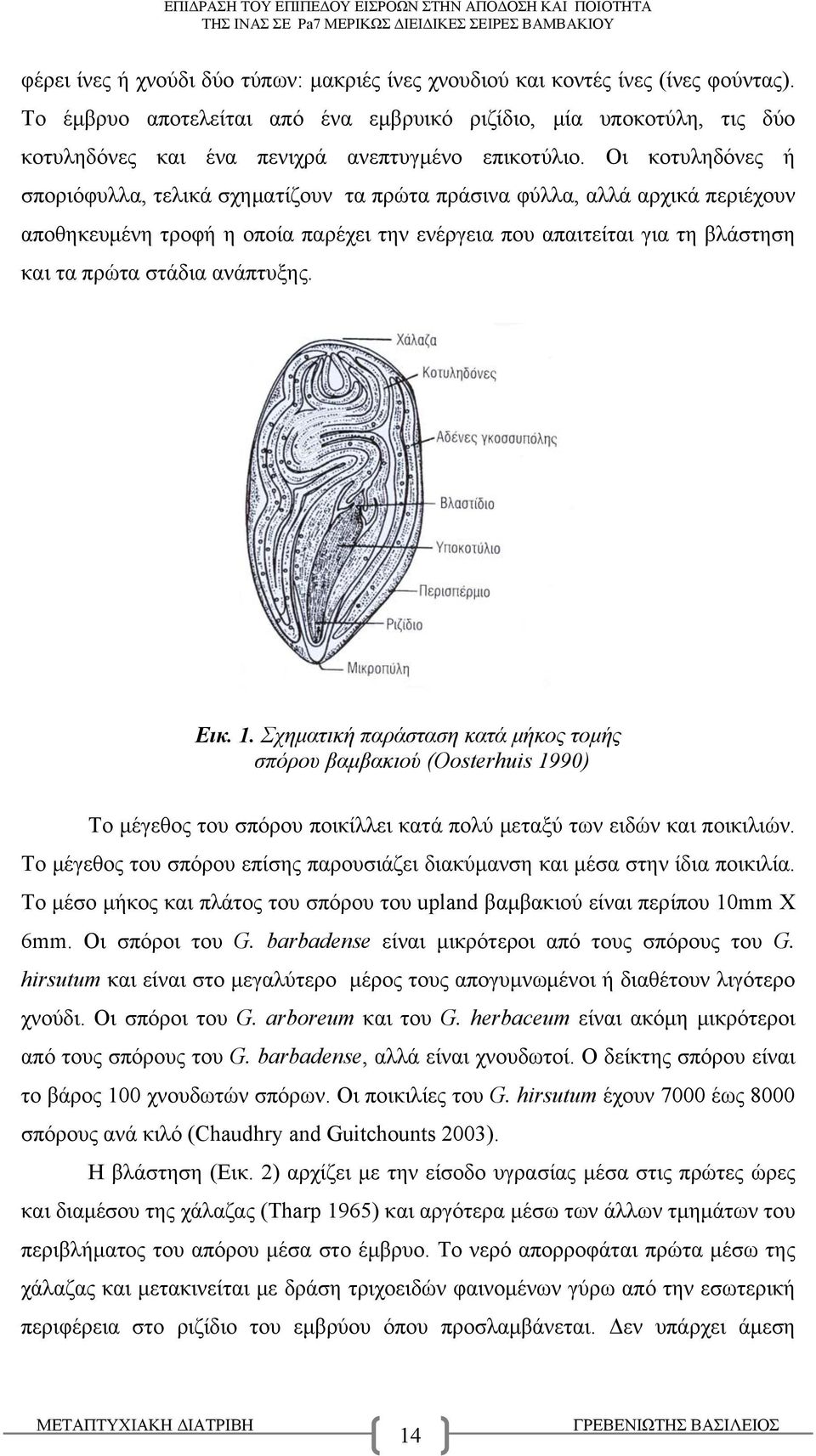 Οι κοτυληδόνες ή σποριόφυλλα, τελικά σχηματίζουν τα πρώτα πράσινα φύλλα, αλλά αρχικά περιέχουν αποθηκευμένη τροφή η οποία παρέχει την ενέργεια που απαιτείται για τη βλάστηση και τα πρώτα στάδια