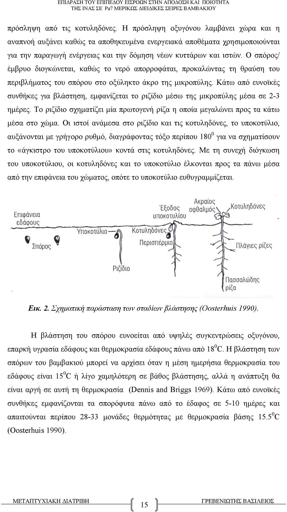 Ο σπόρος/ έμβρυο διογκώνεται, καθώς το νερό απορροφάται, προκαλώντας τη θραύση του περιβλήματος του σπόρου στο οξύληκτο άκρο της μικροπύλης.