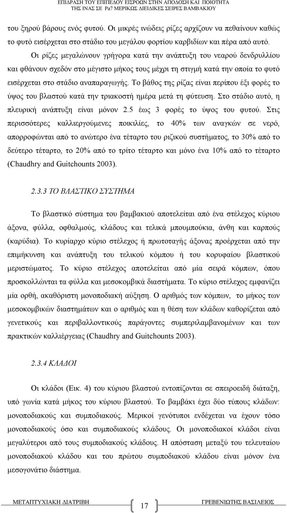 Το βάθος της ρίζας είναι περίπου έξι φορές το ύψος του βλαστού κατά την τριακοστή ημέρα μετά τη φύτευση. Στο στάδιο αυτό, η πλευρική ανάπτυξη είναι μόνον 2.5 έως 3 φορές το ύψος του φυτού.