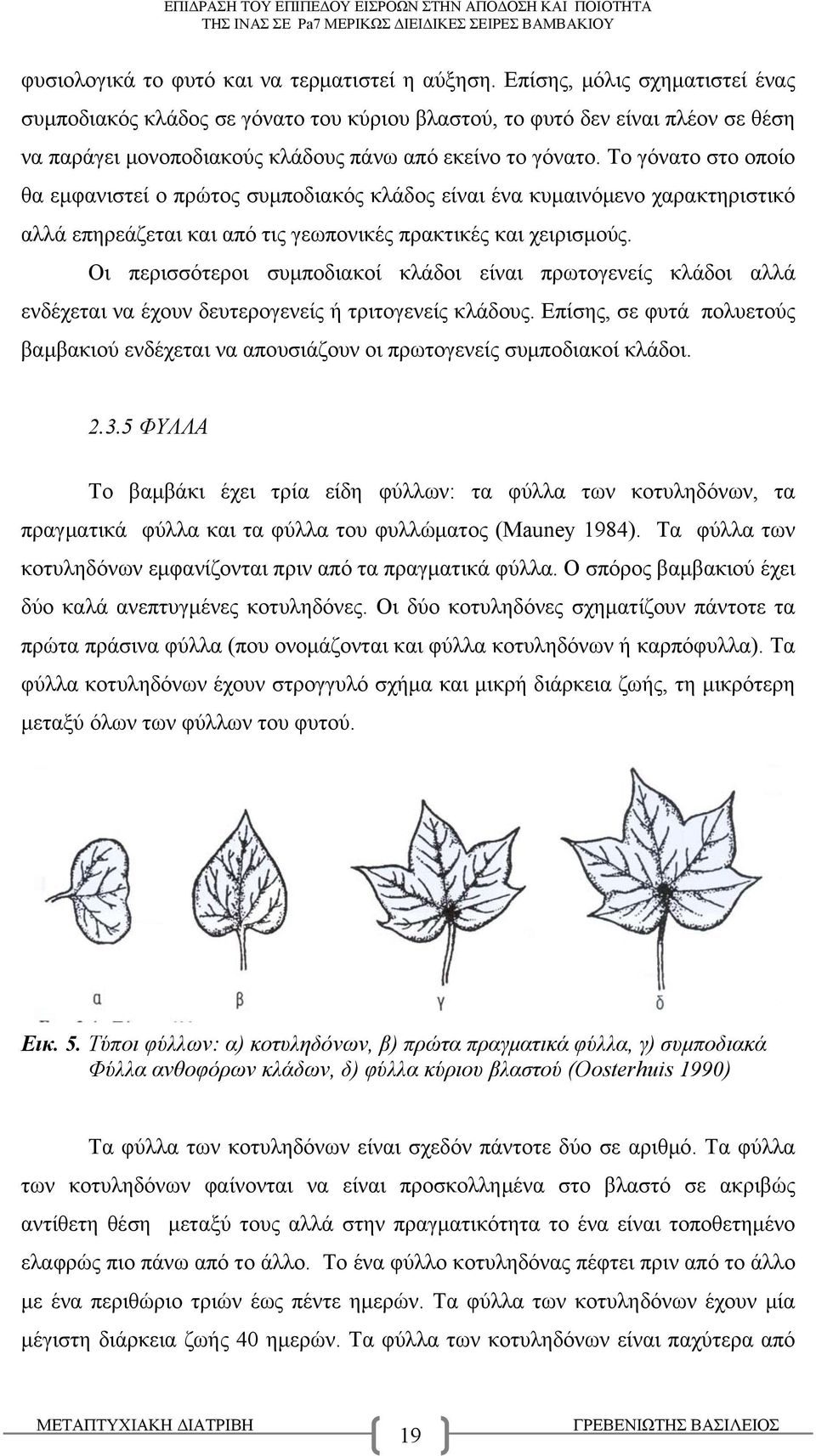 Το γόνατο στο οποίο θα εμφανιστεί ο πρώτος συμποδιακός κλάδος είναι ένα κυμαινόμενο χαρακτηριστικό αλλά επηρεάζεται και από τις γεωπονικές πρακτικές και χειρισμούς.