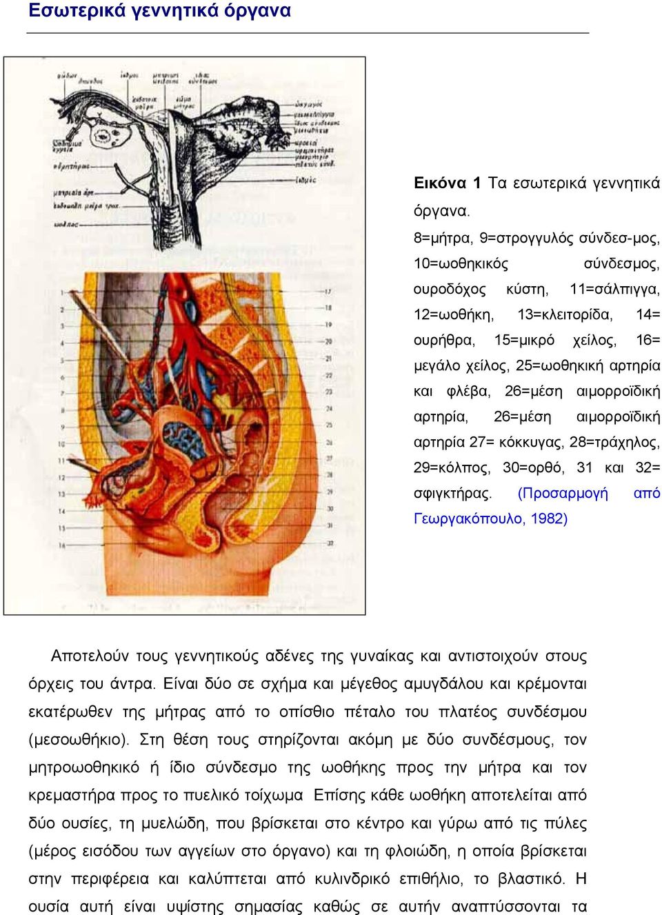 26=µέση αιµορροϊδική αρτηρία, 26=µέση αιµορροϊδική αρτηρία 27= κόκκυγας, 28=τράχηλος, 29=κόλπος, 30=ορθό, 31 και 32= σφιγκτήρας. (Προσαρµογή από Γεωργακόπουλο, 1982) 1.