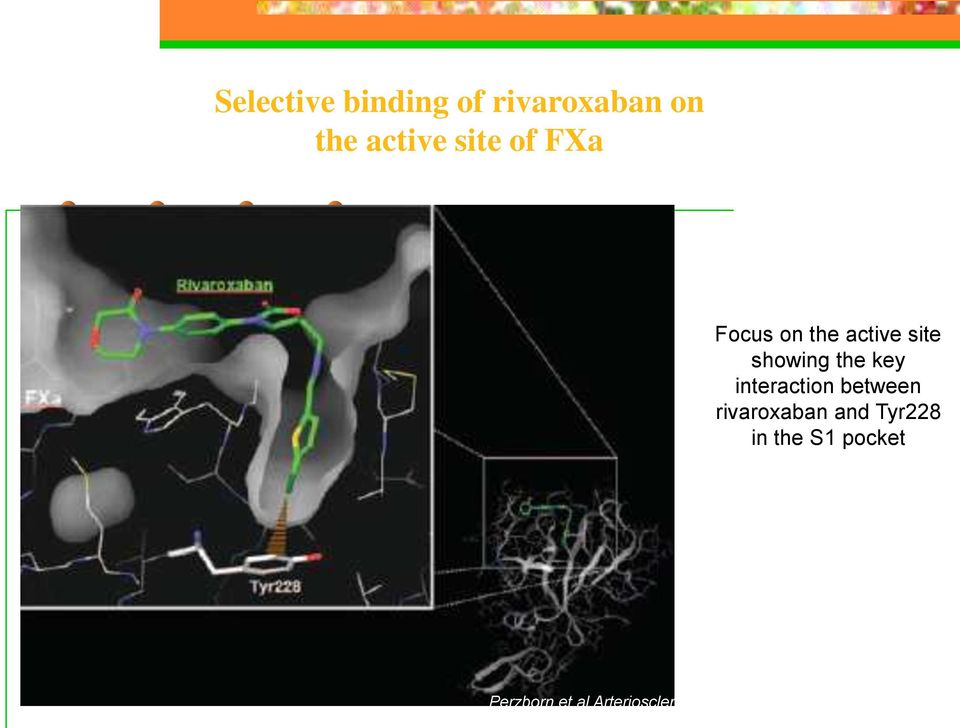 interaction between rivaroxaban and Tyr228 in the S1