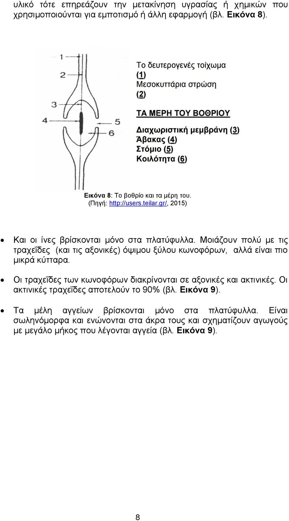 Μοιάζουν πολύ με τις τραχεΐδες (και τις αξονικές) όψιμου ξύλου κωνοφόρων, αλλά είναι πιο μικρά κύτταρα.