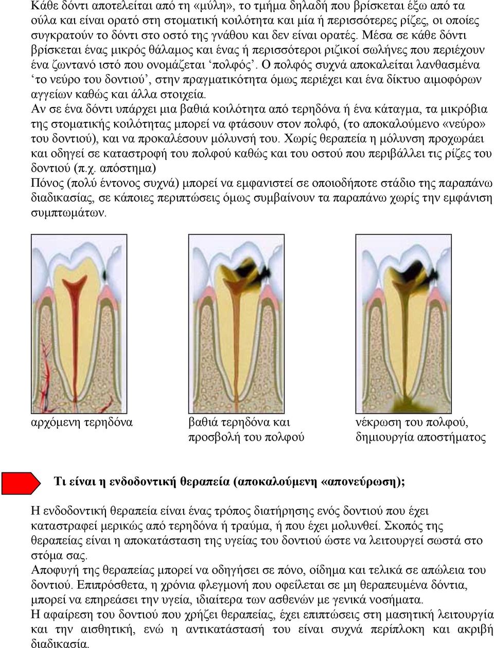 Ο πολφός συχνά αποκαλείται λανθασμένα το νεύρο του δοντιού, στην πραγματικότητα όμως περιέχει και ένα δίκτυο αιμοφόρων αγγείων καθώς και άλλα στοιχεία.
