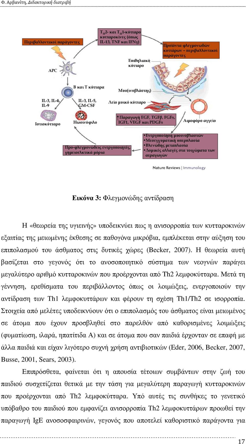 χηµειοελκτικά µόρια Ενεργο οίηση µυοινοβλαστών Μεσεγχυµατική υ ερ λασία Βλενώδης µετα λασία οµικές αλλαγές στα τοιχώµατα των αεραγωγών Εικόνα 3: Φλεγµονώδης αντίδραση Η «θεωρεία της υγιεινής»