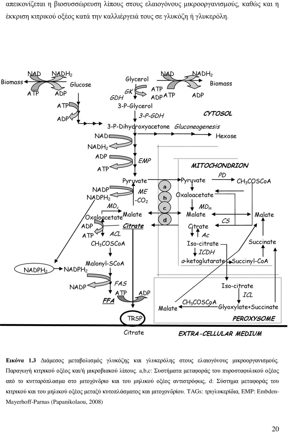 ATP Pyruvate NADP ME NADPH 2 -CO2 MD c Oxaloacetate Malate ADP Citrate ATP ACL CH 3 COSCoA Malonyl-SCoA EMP a b c d MITOCHONDRION Pyruvate Oxaloacetate PD CH 3 COSCoA MD m Malate Malate CS Citrate Ac