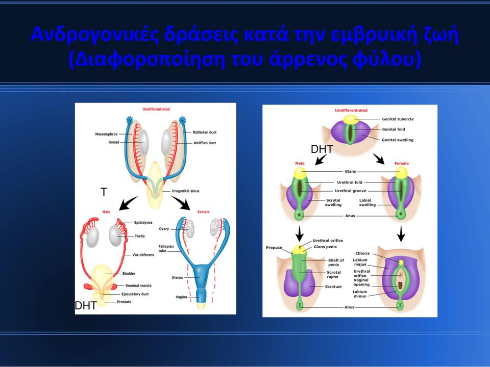 (Διαφοροποίηση του